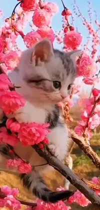 Flower Plant Cat Live Wallpaper