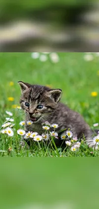 This live phone wallpaper showcases an adorable kitten perched atop a vibrant green field filled with blooming flowers, creating a stunning visual display