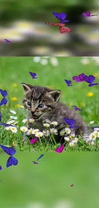 This phone live wallpaper showcases a cute kitten playing on a green field with flowers and butterflies