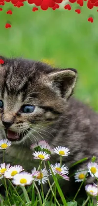 Grace your phone's screen with this charming live wallpaper featuring a playful kitten amid a field of blooming flowers