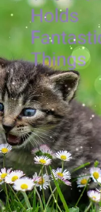 Looking for a cute and inspiring phone wallpaper? Look no further than this enchanting live wallpaper featuring a kitten in a field of flowers