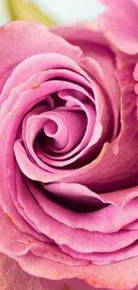 This live phone wallpaper features a stunning pink rose in a vase set against a mesmerizing vortex with swirly curls in purple and pink hues