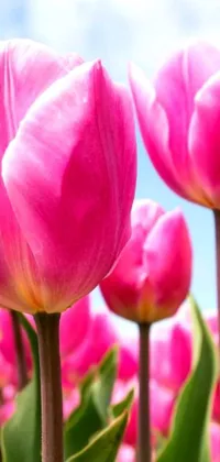 This phone live wallpaper exhibits a picturesque field of pink tulips coloured against a blue sky background