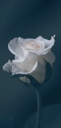 This phone live wallpaper features a single white rose on a dark, desaturated blue background
