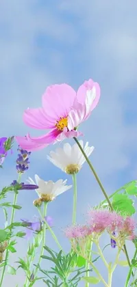 This stunning phone live wallpaper displays a field of flowers set against a blue sky, providing a serene background