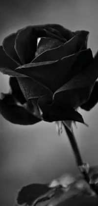 This live wallpaper captures the beauty of a red rose held between black lips against a moody and gothic-inspired background