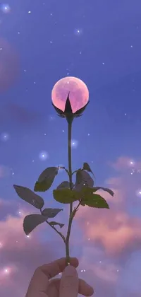 This live wallpaper for your phone features a stunning image of a pink rose against a midnight blue sky with a full moon