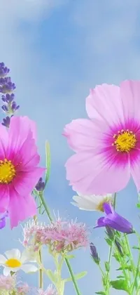 This live wallpaper for your phone features a field of vibrant flowers in shades of pink and purple, set against a blue sky with fluffy white clouds