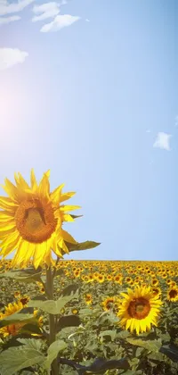 This phone live wallpaper features a breathtaking photograph of a sunflower field under a clear blue sky