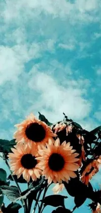 This phone live wallpaper features a stunning image of sunflowers against a blue sky, captured by an accomplished artist