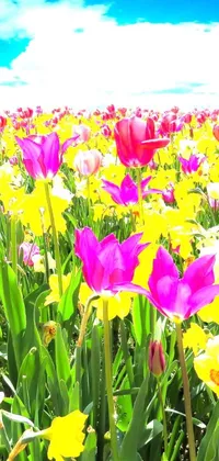 This lively and colorful live wallpaper features a field of lilies and daffodils set against a blue sky background