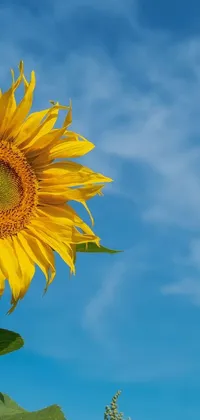This stunning live wallpaper features a sunflower standing tall on a vibrant green field with a clear blue sky in the background