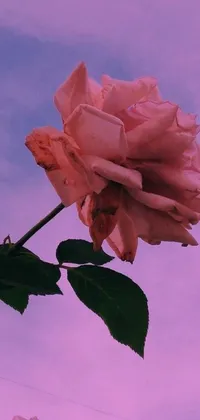 The phone live wallpaper captures a beautiful close-up of a delicate flower against a stunning evening sky background