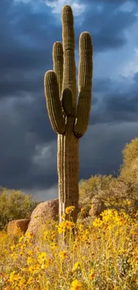 This phone live wallpaper showcases a cactus and vibrant yellow flowers in the midst of a desert landscape