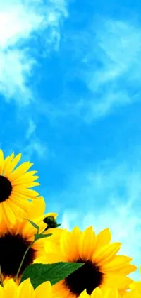 Adorn your device screen with the epitome of nature art, a sunflower field live wallpaper