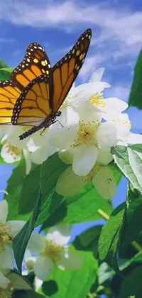 This phone live wallpaper showcases a vibrant butterfly perched on a white flower in photorealistic style, surrounded by buzzing bees, against a backdrop of a climbing vine and bright blue, sunny skies