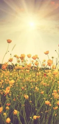 Experience the blissful scenery of a yellow flower field at sunrise