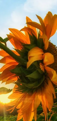This stunning live wallpaper features a vibrant yellow sunflower standing tall in a vast field