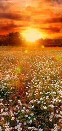 This phone live wallpaper features a stunning sunset over a field of daisies that captures the beauty of changing seasons