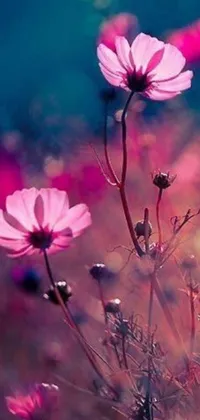 This live wallpaper depicts a spectacular field of pink flowers against a blue sky backdrop