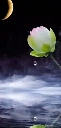 Get lost in the soothing beauty of this live wallpaper featuring a pink flower and body of water