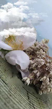 Flower Plant Cloud Live Wallpaper