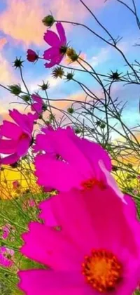 This live wallpaper boasts a colorful and vibrant field full of pink flowers with a sunset in the background
