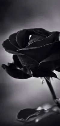 This live phone wallpaper showcases a captivating black and white photo of a rose, exuding romanticism and elegance