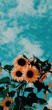 This stunning phone live wallpaper features a beautiful image of vibrant sunflowers set against a clear blue sky