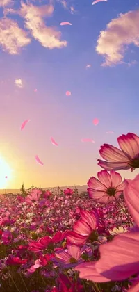 This stunning phone live wallpaper features a field of pink flowers set against a captivating sunset