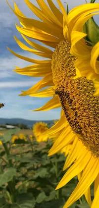 This stunning live phone wallpaper depicts a buzzing bee heading towards a sunflower in a blooming green field