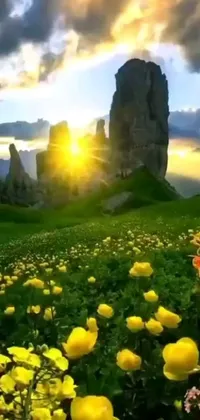 This phone live wallpaper showcases a picturesque field of cheerful yellow flowers amidst a cloudy sky with mountains and a sunset in the backdrop