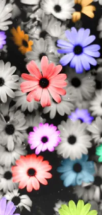 Flower Plant Colorfulness Live Wallpaper
