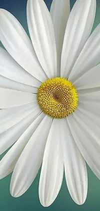 Flower Plant Daisy Live Wallpaper