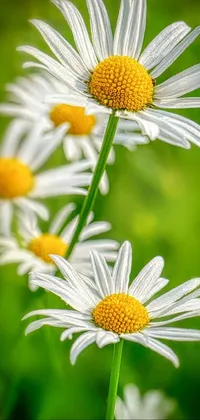 Flower Plant Daytime Live Wallpaper