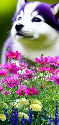 This stunning live wallpaper for phones features the lifelike image of a siberian husky amidst a meadow of white and purple flowers