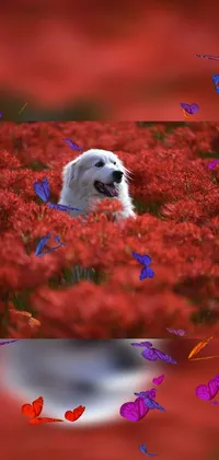 This dynamic phone live wallpaper features a charming white canine relaxing in a vast field full of vibrant red flowers