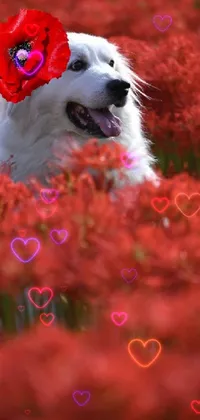 Flower Plant Dog Live Wallpaper
