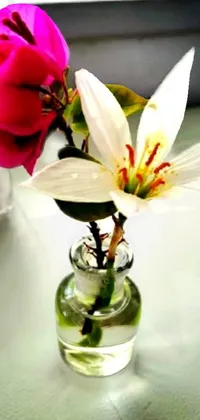 Flower Plant Drinkware Live Wallpaper