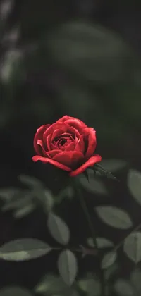 This live wallpaper features a stunning red rose perched atop a lush green plant, casting a romantic atmosphere