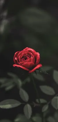 This phone live wallpaper boasts a captivating image of a red rose atop a verdant plant