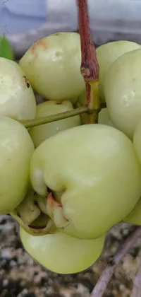 This stunning live wallpaper features a bunch of green apples hanging from a tree, along with a few mangosteen fruits and a bunch of berries growing inside a unique geometric structure