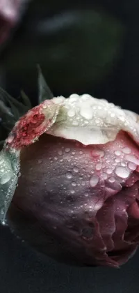 Get lost in the mesmerizing beauty of our flower live wallpaper for your phone