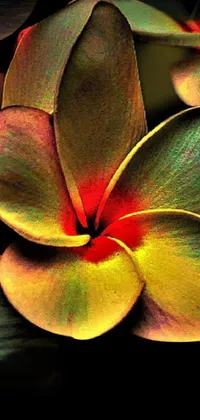Flower Plant Frangipani Live Wallpaper