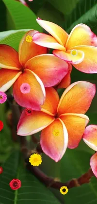 Flower Plant Frangipani Live Wallpaper