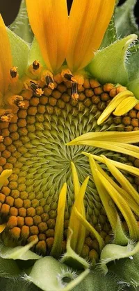Flower Plant Fruit Live Wallpaper