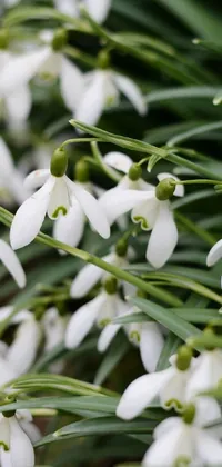 This stunning phone wallpaper features a close-up photo of snowdrops, a gorgeous flower known for its delicate beauty and highly ornamental qualities