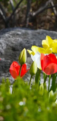 This beautifully vibrant phone live wallpaper depicts a magnificent group of red and yellow tulips gracefully growing near a rocky formation, surrounded by smaller red and white flowers