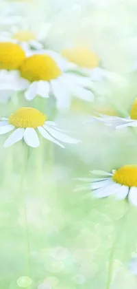 This phone live wallpaper depicts a field of white and yellow flowers gently swaying in the breeze