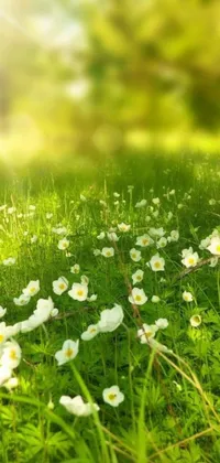 This mobile live wallpaper features white flowers set against a verdant green field with sunlight shining through